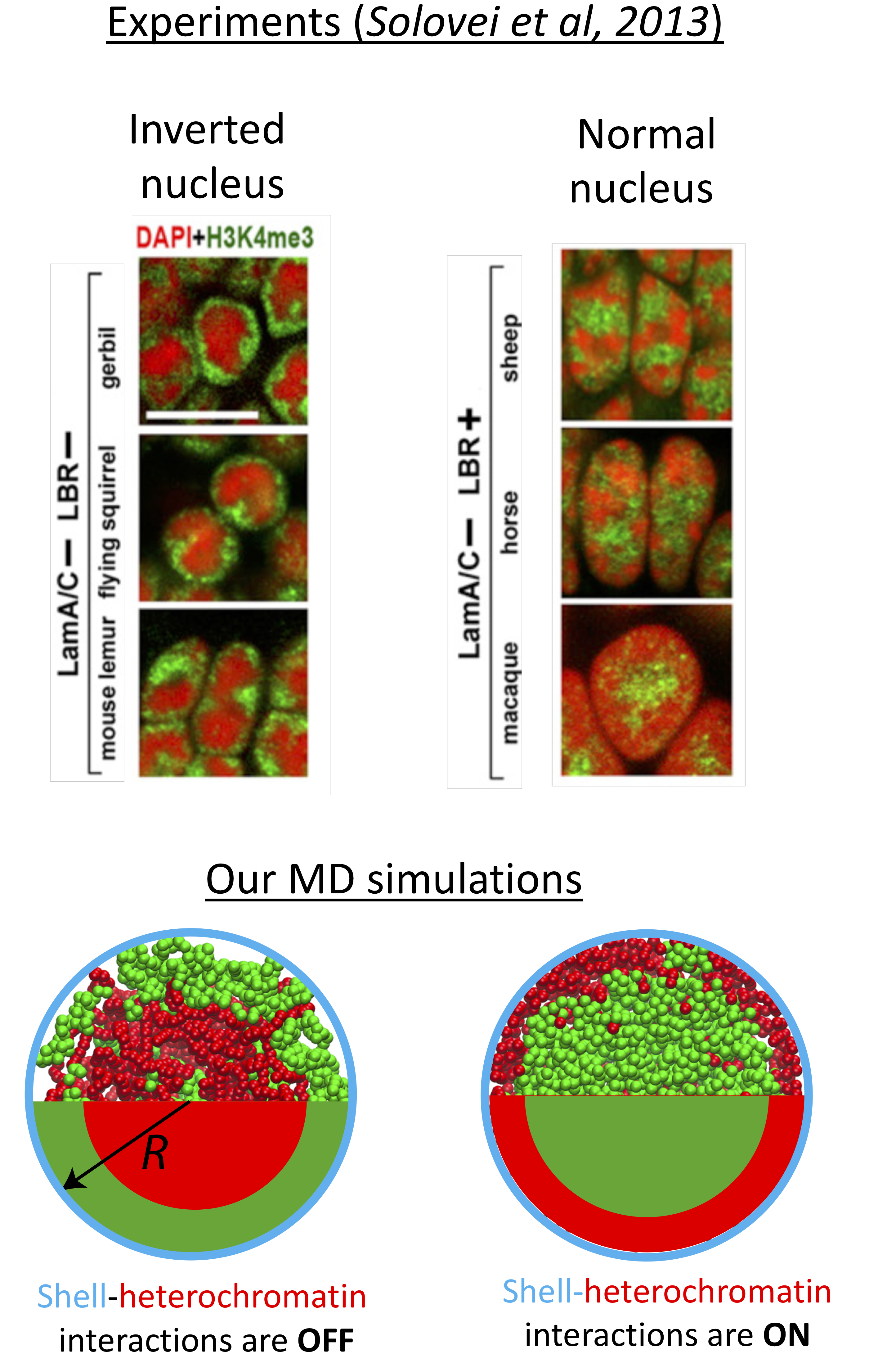 UNAM_resim_inverted_nucleus