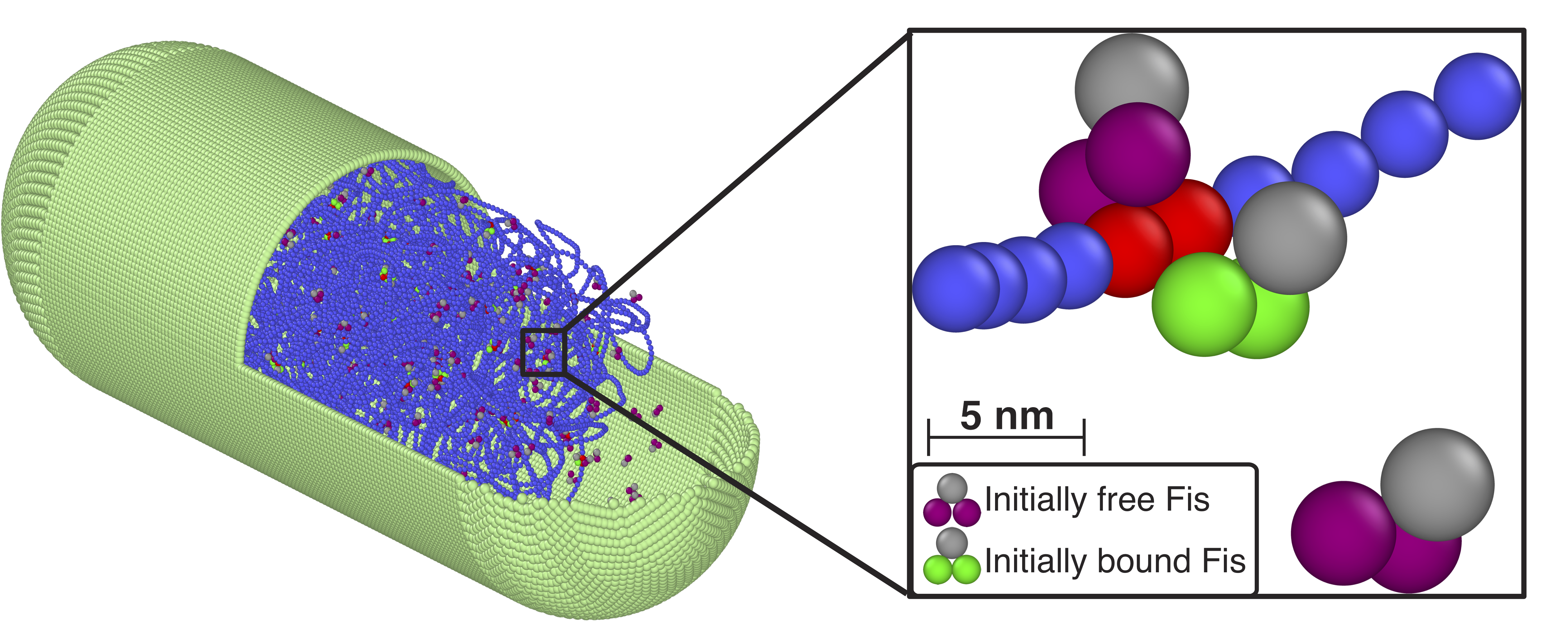 bacterial_FD