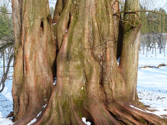 An oldddddd tree trunk