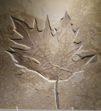 Leaf fossil